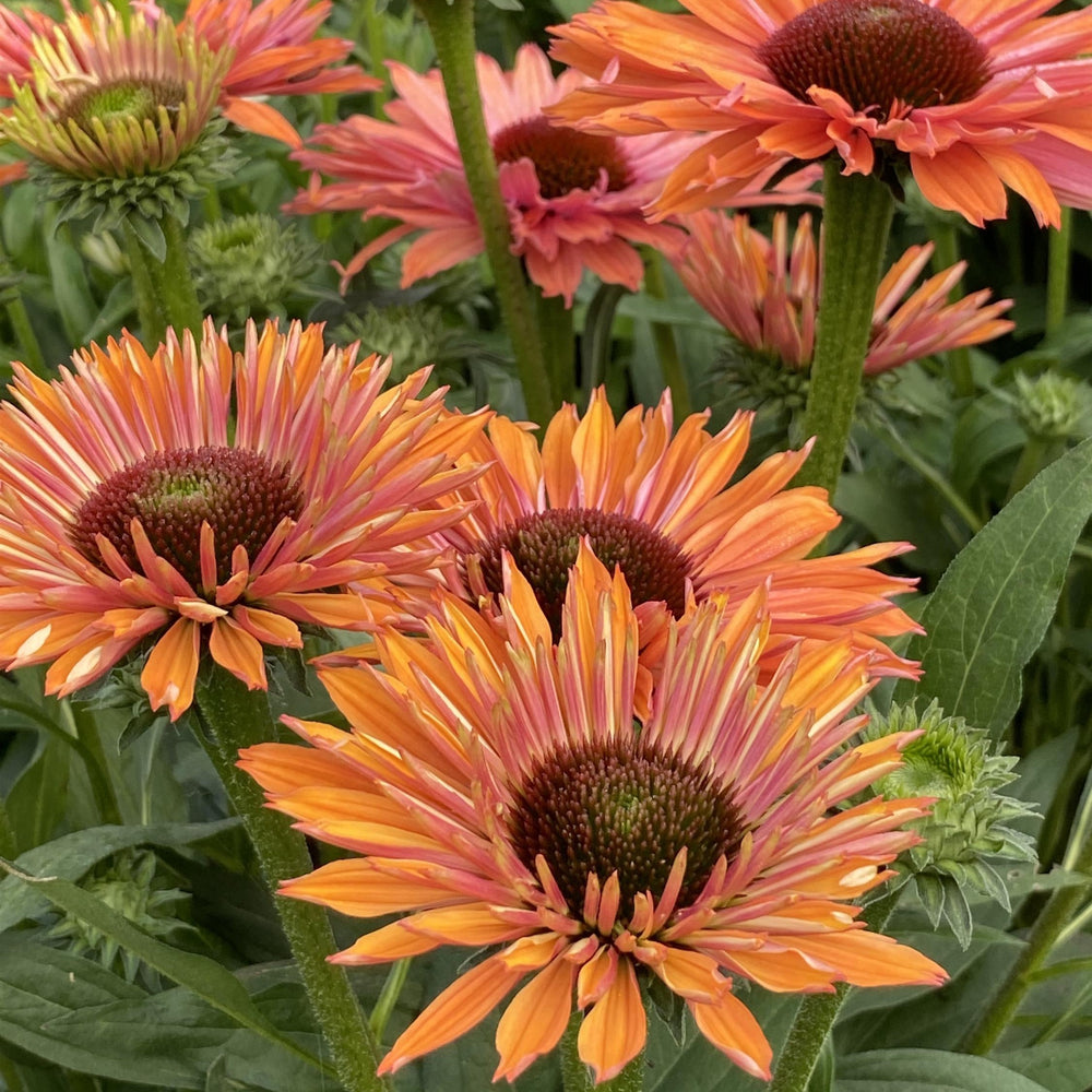 Echinacea 'Rainbow' ~ SunSeekers® Rainbow Coneflower-ServeScape
