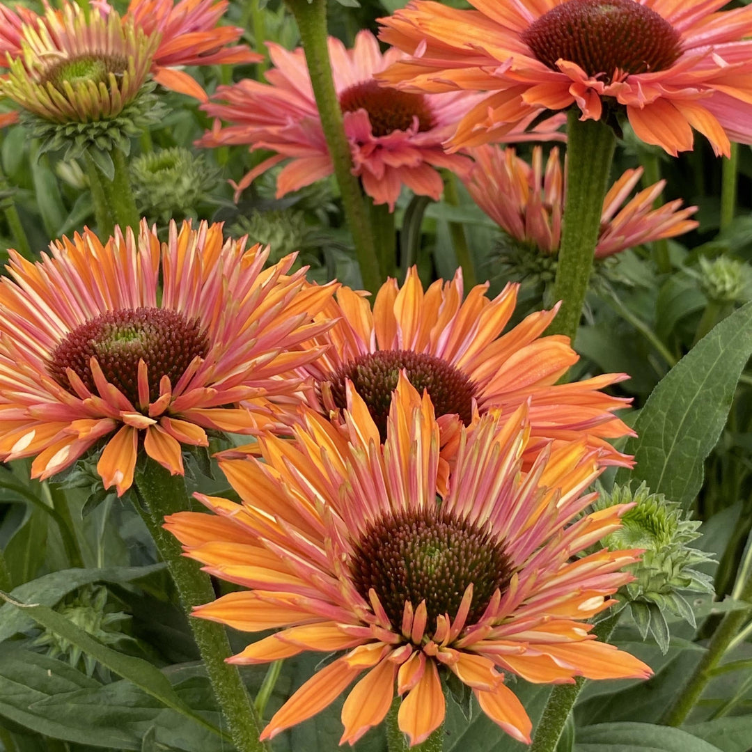Echinacea 'Rainbow' ~ SunSeekers® Rainbow Coneflower-ServeScape
