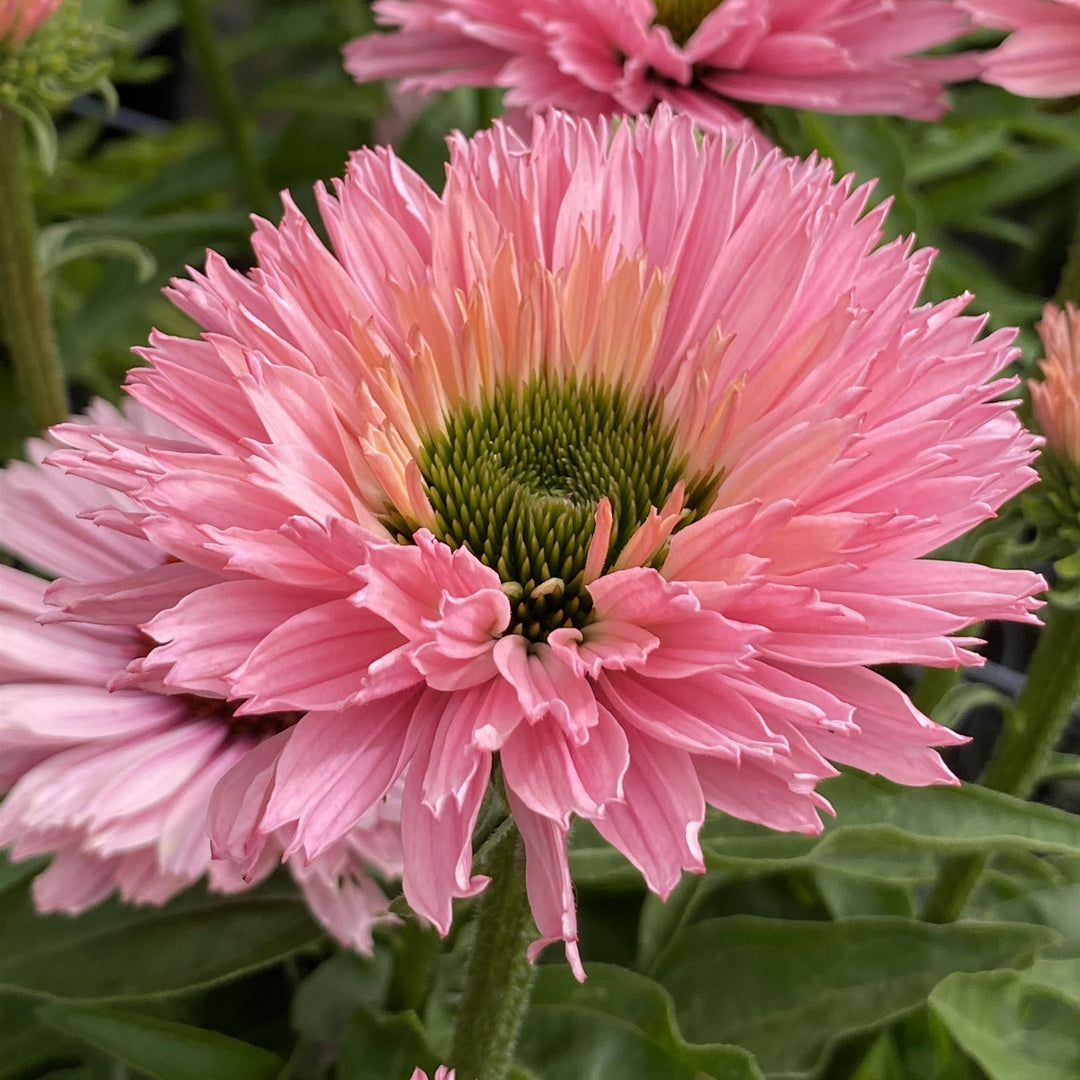 Echinacea 'Salmon' ~ SunSeekers® Salmon Coneflower-ServeScape