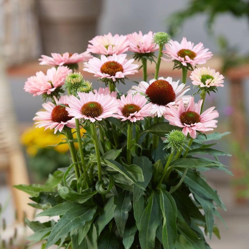 Echinacea 'Salmon' ~ SunSeekers® Salmon Coneflower-ServeScape