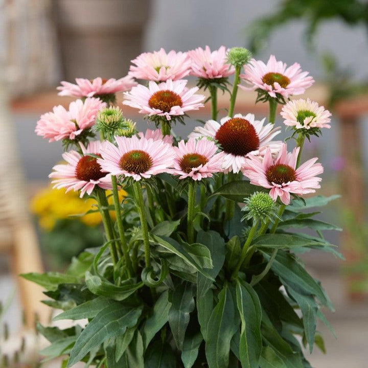 Echinacea 'Salmon' ~ SunSeekers® Salmon Coneflower-ServeScape