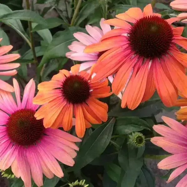 Echinacea purpurea 'Butterfly™ Rainbow Marcella' ~ Butterfly™ Rainbow Marcella Echinacea-ServeScape