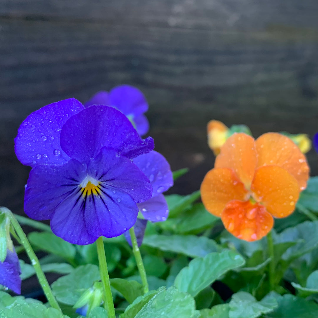 Viola cornuta 'Penny All-Season Mix' ~ Penny™ All-Season Mix Viola-ServeScape