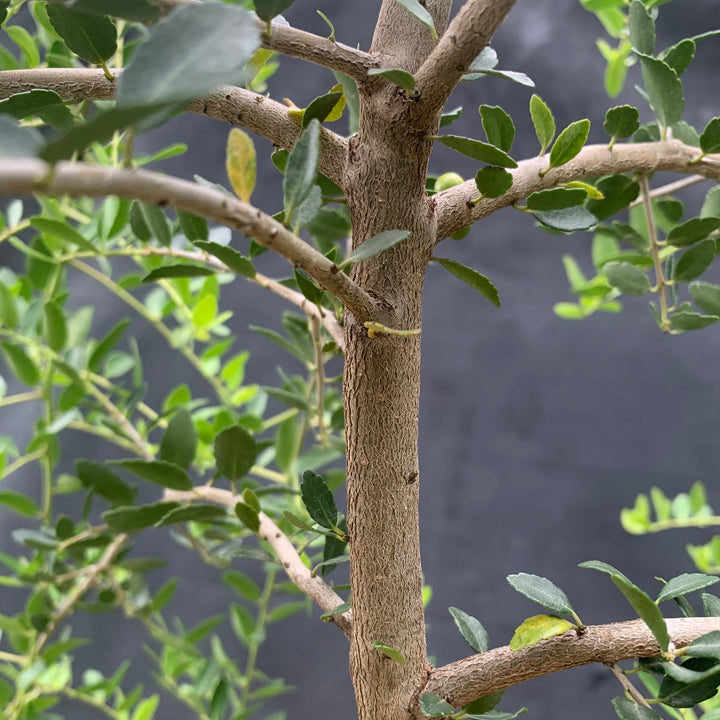 Ilex vomitoria 'Pendula' ~ Weeping Yaupon Holly-ServeScape