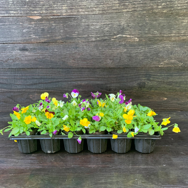 Viola x wittrockiana 'Cool Wave Mix' ~ Cool Wave® Mix Pansy-ServeScape