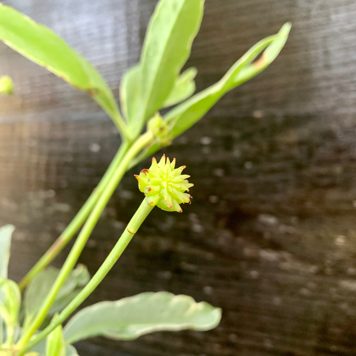 Illicium floridanum 'Grey Ghost' ~ Grey Ghost Anise-ServeScape