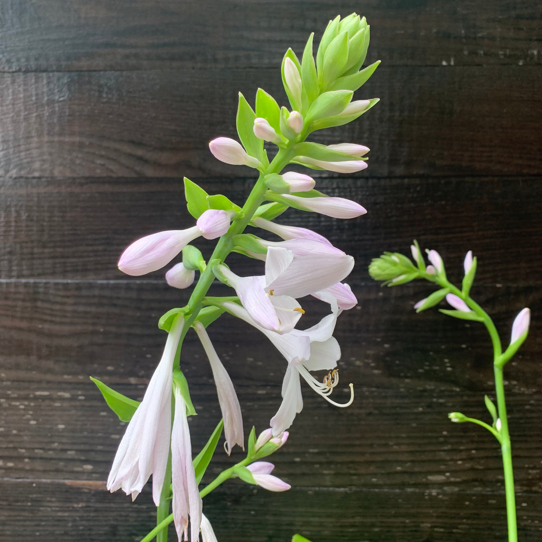 Hosta 'Guacamole' ~ Guacamole Hosta-ServeScape