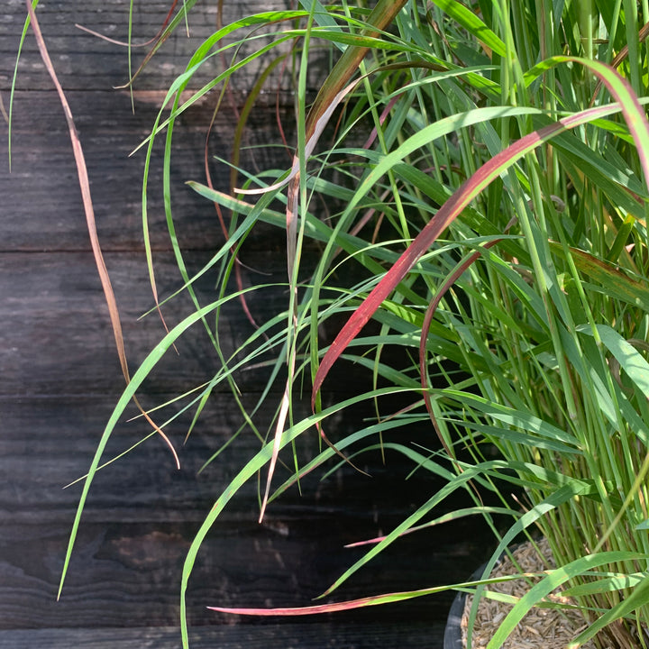 Panicum virgatum 'Shenandoah' ~ Shenandoah Switch Grass-ServeScape