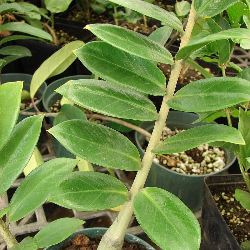 Zamio Zamioculcas 'Lucky Giant Leaf' ~ Monrovia® Lucky Giant ZZ Plant-ServeScape
