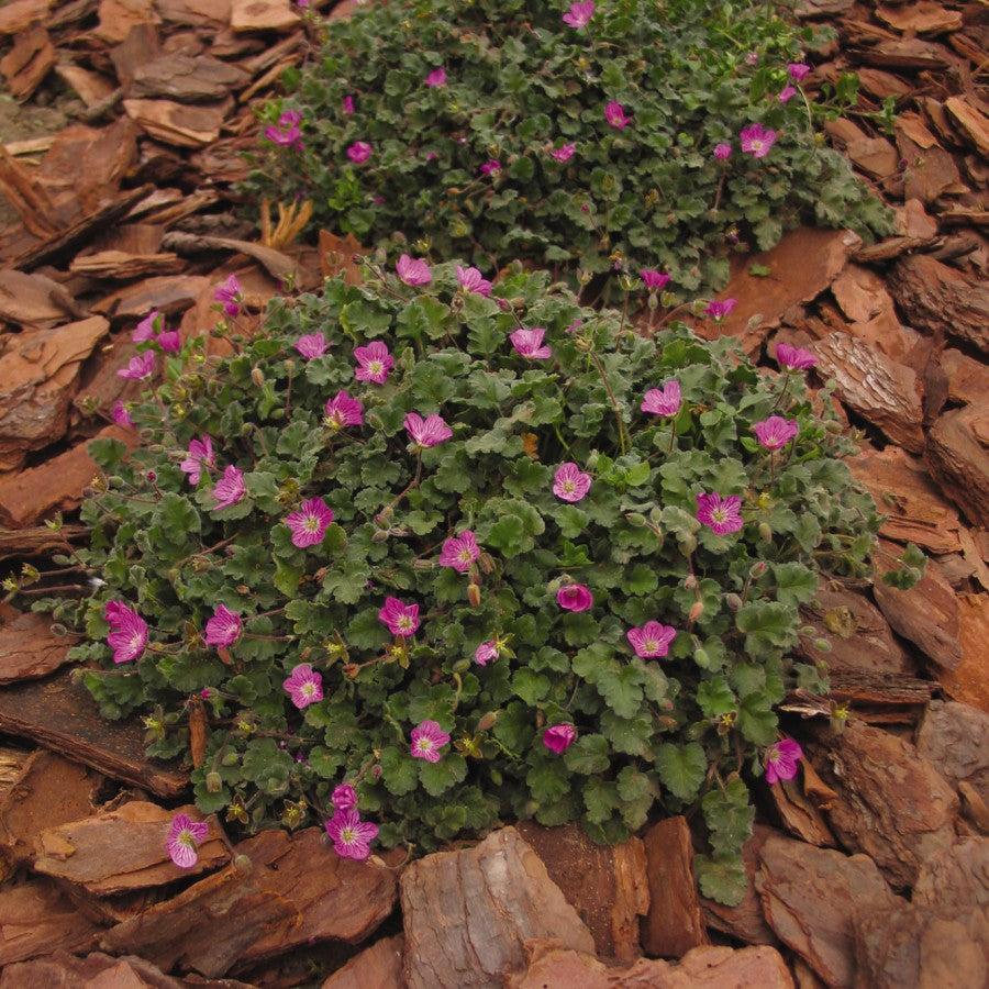 Erodium reichardii ‘Charm’ ~ Charm Storksbill-ServeScape