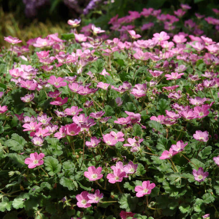 Erodium reichardii ‘Charm’ ~ Charm Storksbill-ServeScape