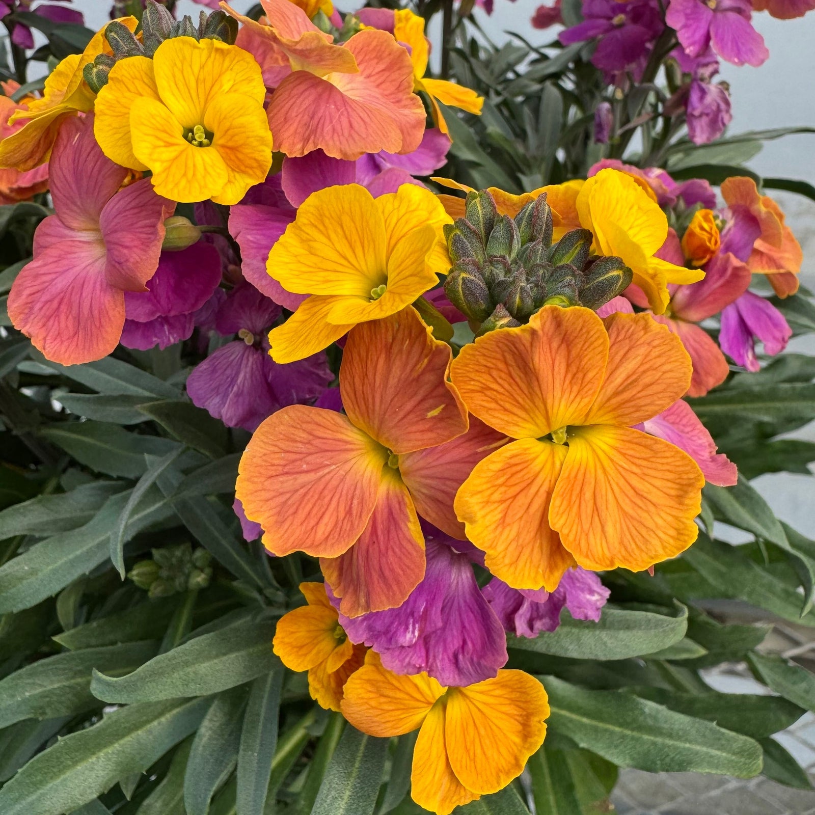 Erysimum linifolium 'Tricolor' ~ Erysistible™ Tricolor Erysimum-ServeScape