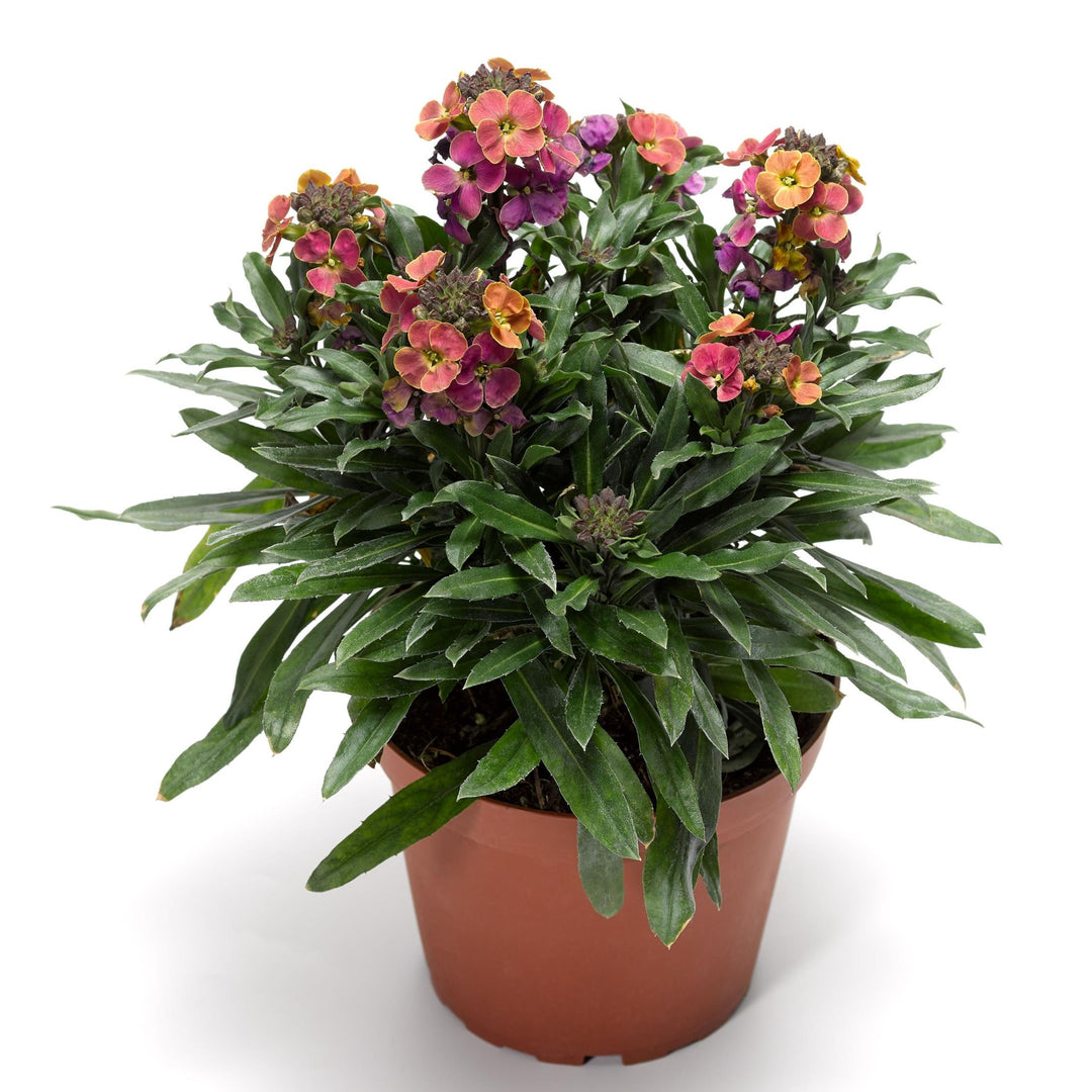 Erysimum linifolium 'Tricolor' ~ Erysistible™ Tricolor Erysimum-ServeScape