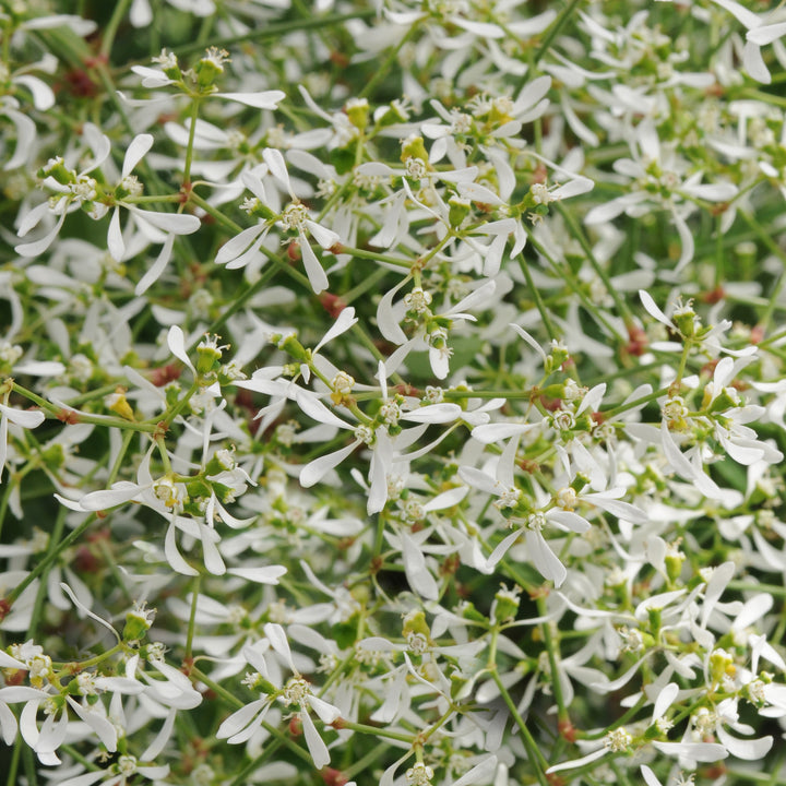 Euphorbia hypericifolia 'Balbrewite' ~ Breathless® White Euphorbia-ServeScape