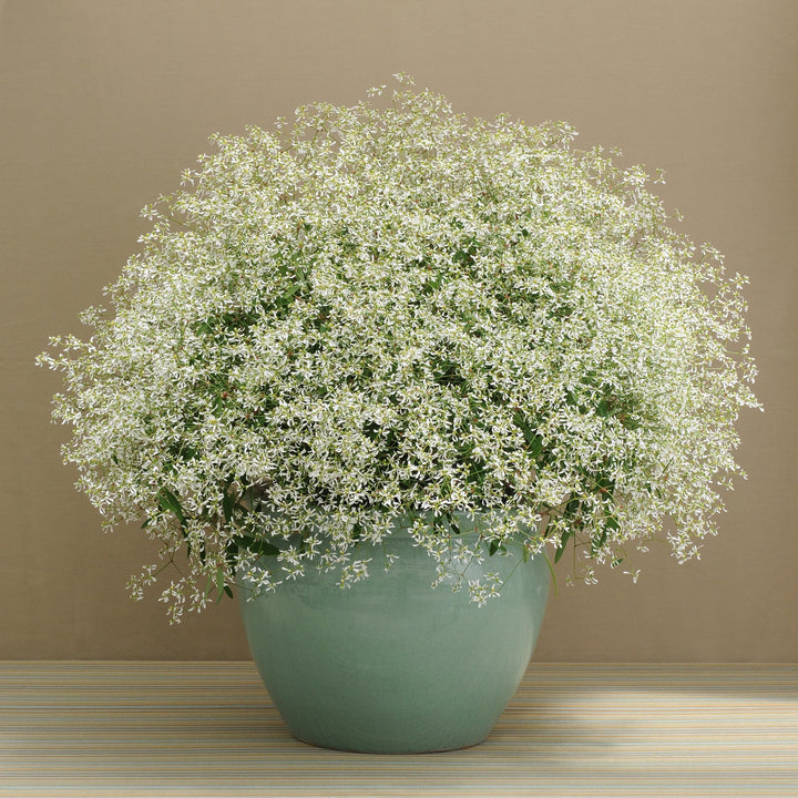 Euphorbia hypericifolia 'Balbrewite' ~ Breathless® White Euphorbia-ServeScape