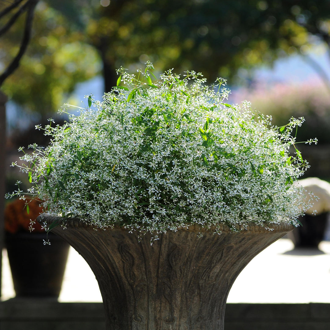 Euphorbia hypericifolia 'Balbrewite' ~ Breathless® White Euphorbia-ServeScape