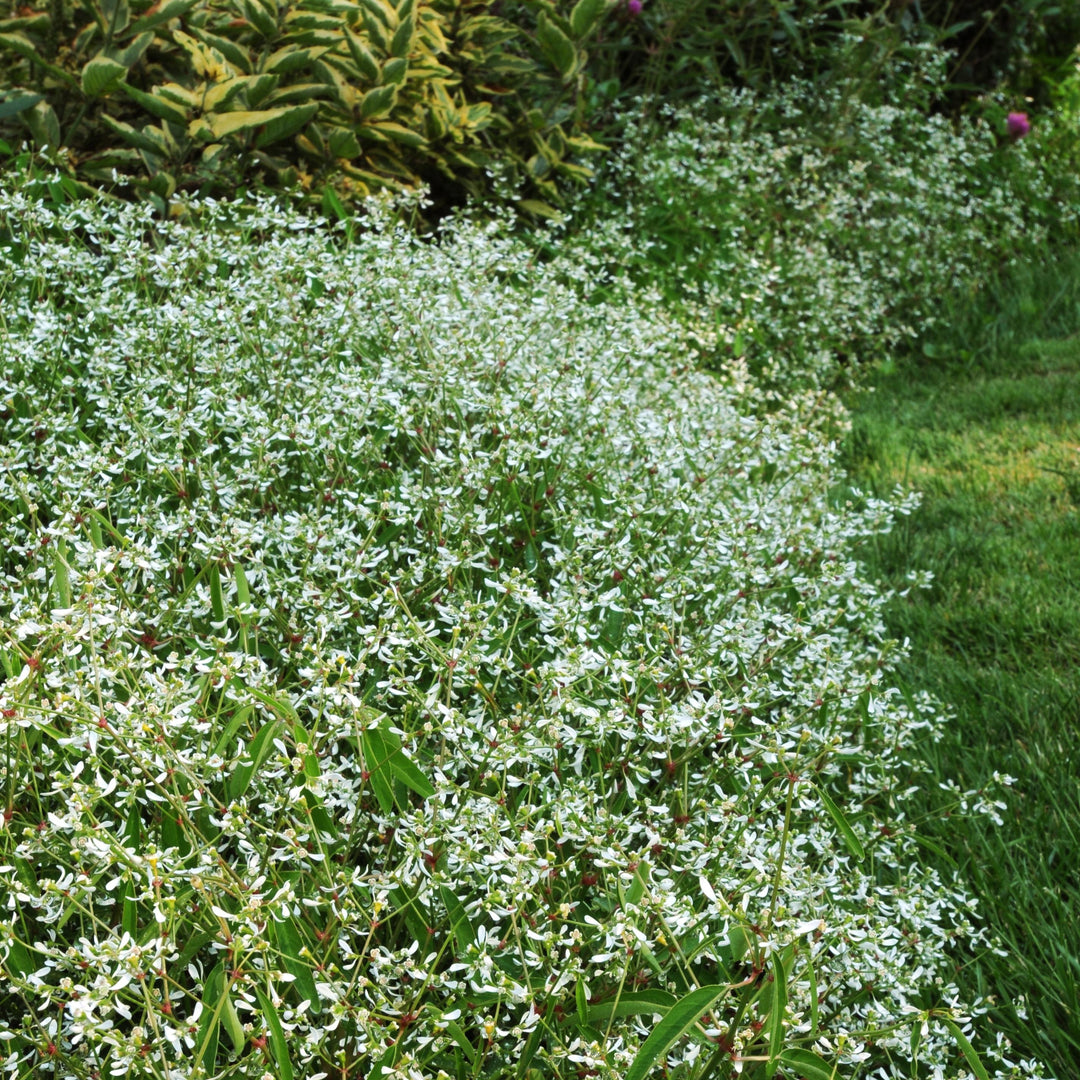 Euphorbia hypericifolia 'Balbrewite' ~ Breathless® White Euphorbia-ServeScape