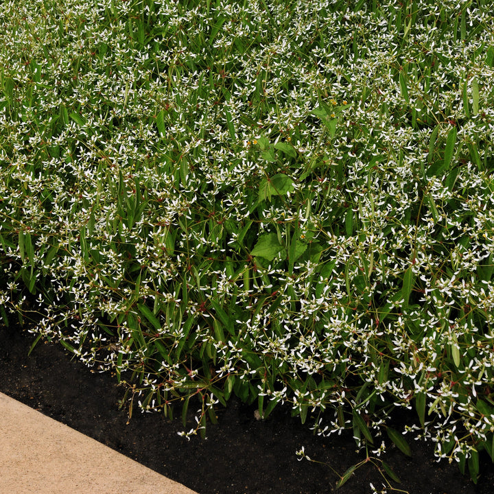 Euphorbia hypericifolia 'Balbrewite' ~ Breathless® White Euphorbia-ServeScape