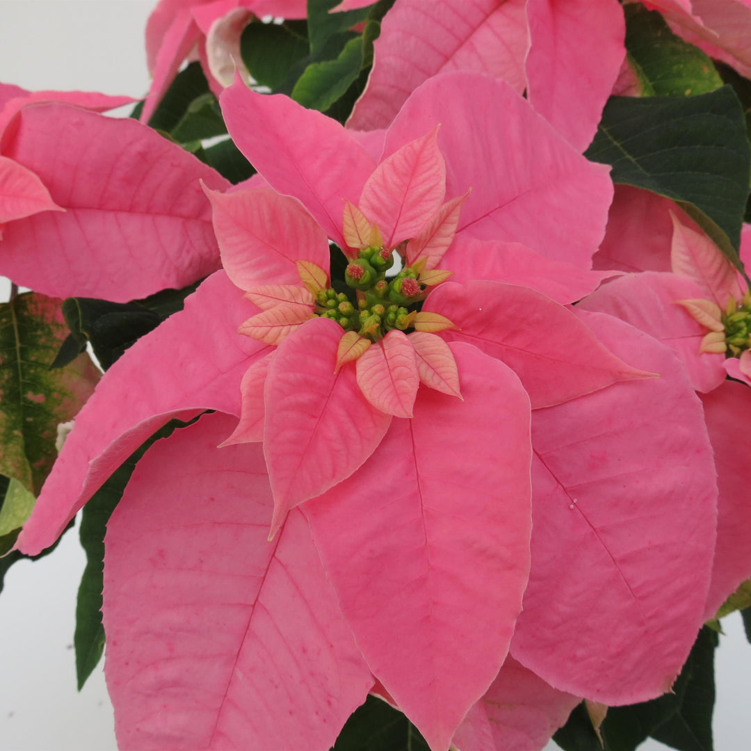 Euphorbia pulcherrima 'Princettia Queen Shell Pink' ~ Princettia Queen™ Shell Pink Poinsettia-ServeScape