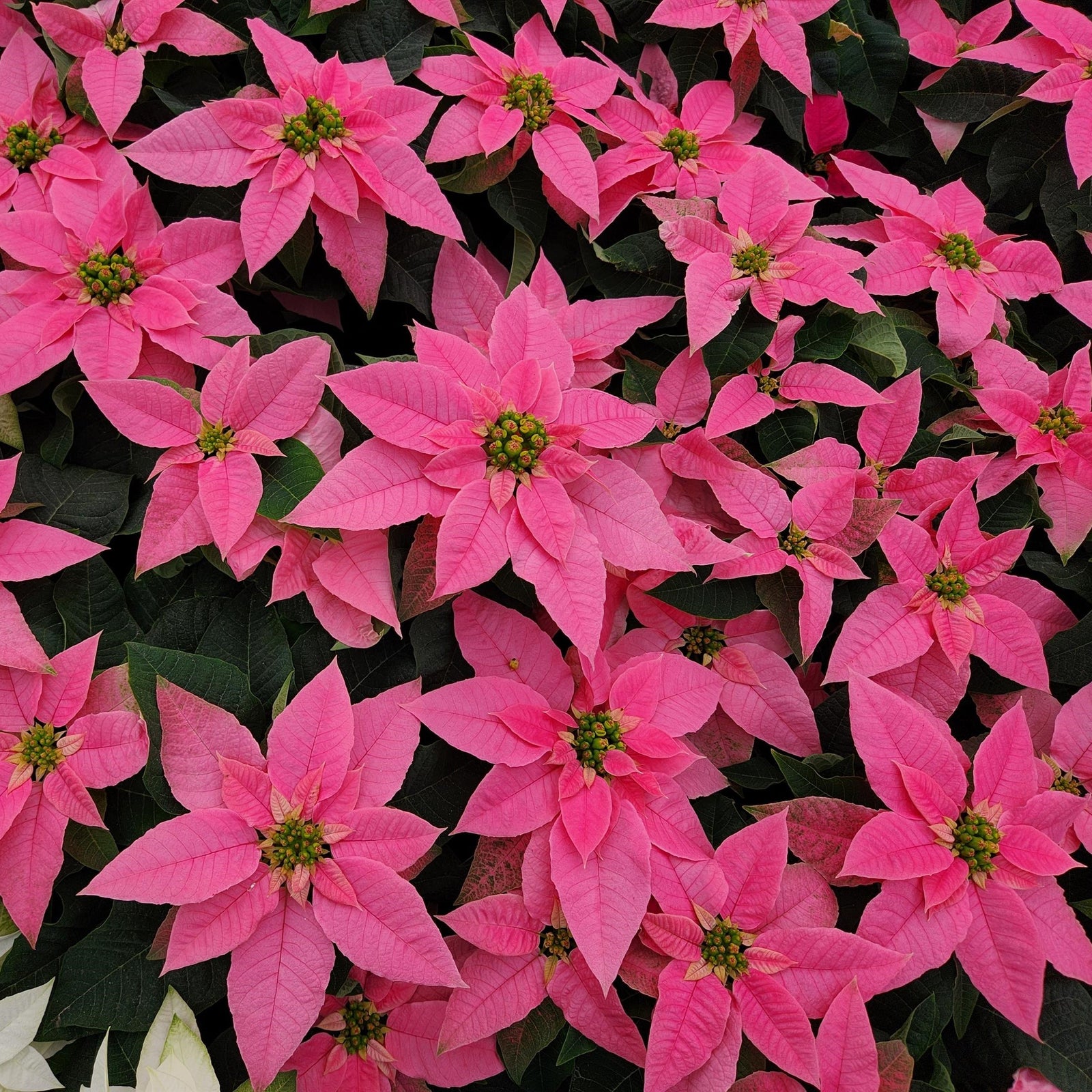 Euphorbia pulcherrima 'Princettia Queen Shell Pink' ~ Princettia Queen™ Shell Pink Poinsettia-ServeScape