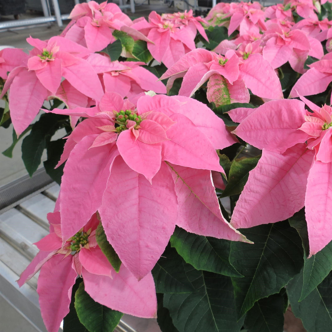 Euphorbia pulcherrima 'Princettia Queen Shell Pink' ~ Princettia Queen™ Shell Pink Poinsettia-ServeScape