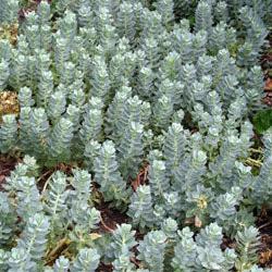 Euphorbia myrsinites ~ Donkey tail spurge-ServeScape