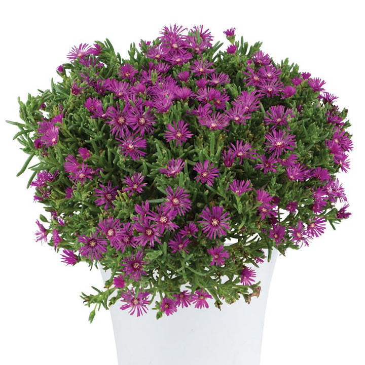 Delosperma cooperi 'Early Bird Purple' ~ Early Bird™ Purple Ice Plant-ServeScape
