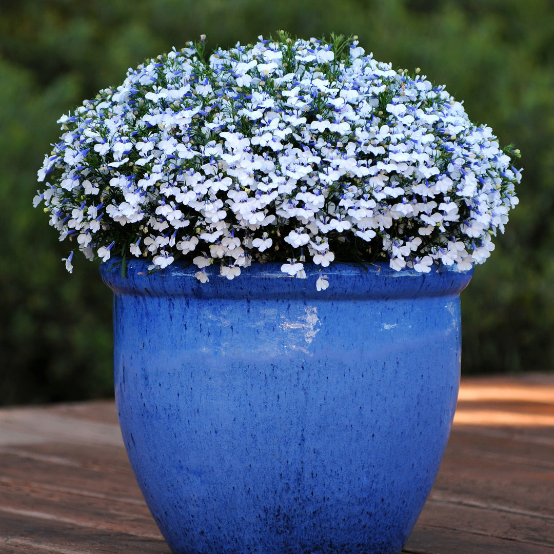 Lobelia hybrida 'Balspringitim' ~ Early Springs™ White Lobelia-ServeScape