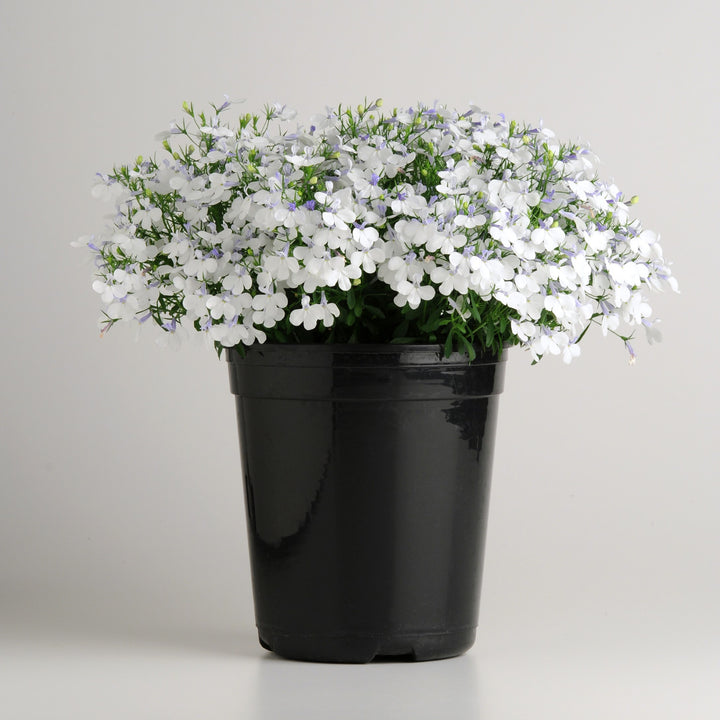Lobelia hybrida 'Balspringitim' ~ Early Springs™ White Lobelia-ServeScape