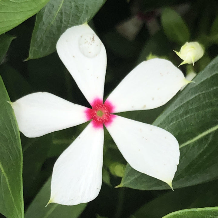 Catharanthus hybrid 'SUNCATFE 23' ~ Monrovia® Soiree Kawaii® White Peppermint Vinca-ServeScape