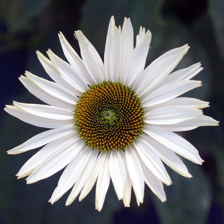 Echinacea purpurea 'Fragrant Angel' ~ Fragrant Angel Echinacea-ServeScape