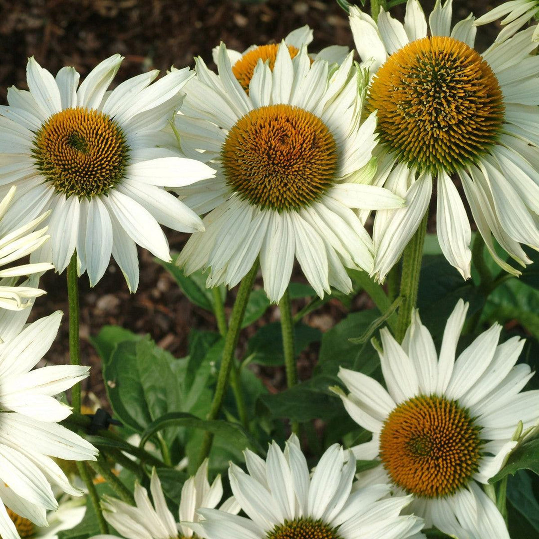 Echinacea purpurea 'Fragrant Angel' ~ Fragrant Angel Echinacea-ServeScape