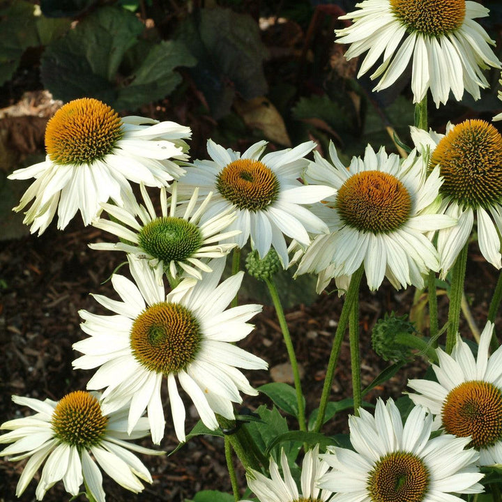 Echinacea purpurea 'Fragrant Angel' ~ Fragrant Angel Echinacea-ServeScape