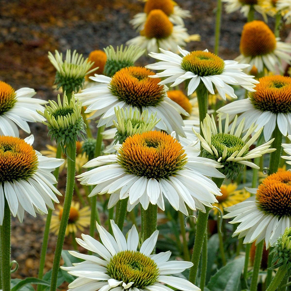 Echinacea purpurea 'Fragrant Angel' ~ Fragrant Angel Echinacea-ServeScape