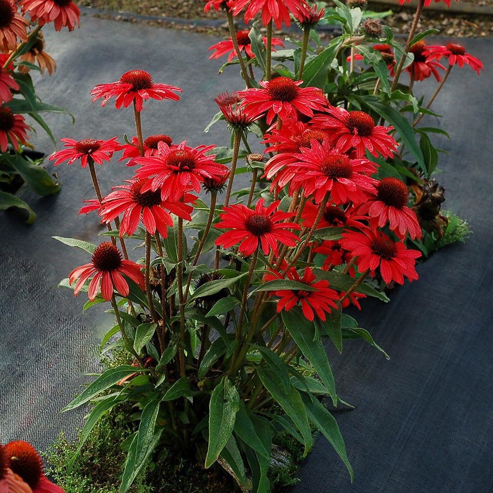 Echinacea 'TNECHPR' ~ Prima™ Ruby Coneflower-ServeScape