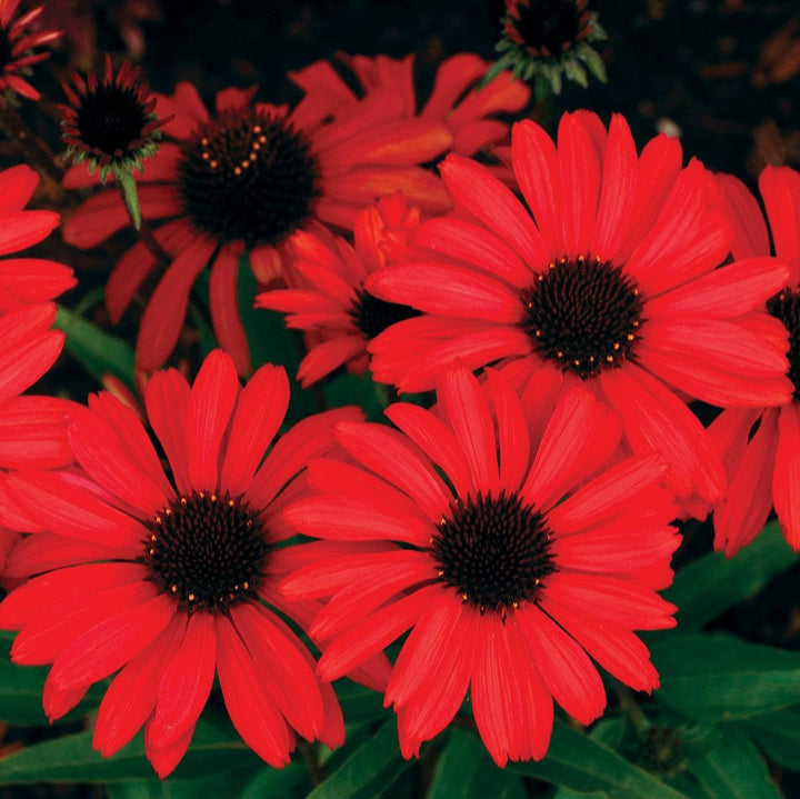 Echinacea 'TNECHPR' ~ Prima™ Ruby Coneflower-ServeScape