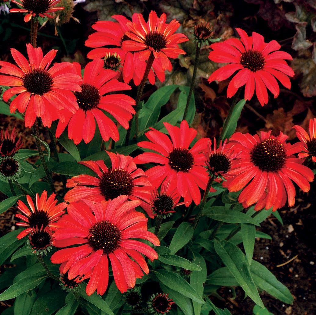 Echinacea 'TNECHPR' ~ Prima™ Ruby Coneflower-ServeScape