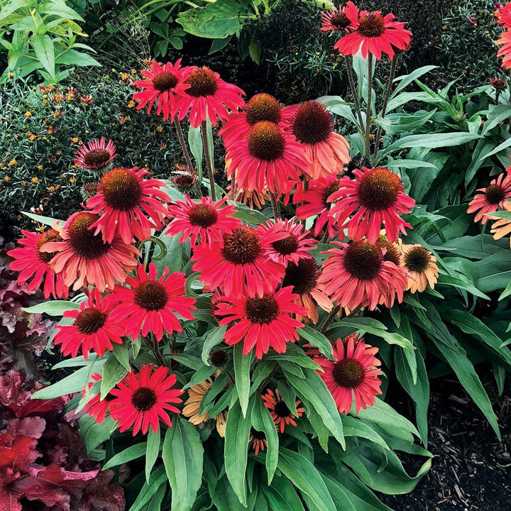 Echinacea 'TNECHPR' ~ Prima™ Ruby Coneflower-ServeScape