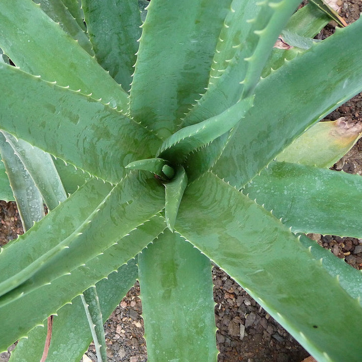 Aloe vera ~ Monrovia® Aloe-ServeScape