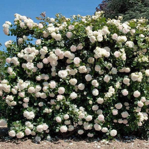 Rosa ''Meiviowit' ~ Eden Climber® White Rose-ServeScape