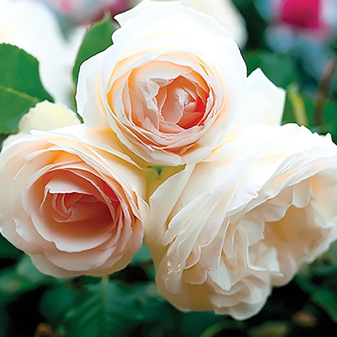 Rosa ''Meiviowit' ~ Eden Climber® White Rose-ServeScape