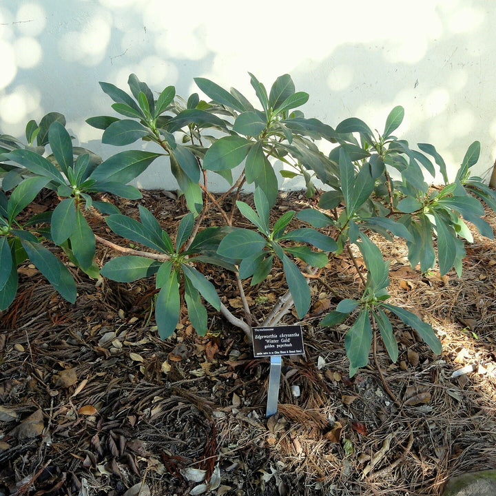 Edgeworthia chrysantha 'Winter Gold' ~ Winter Gold Paperbush Plant