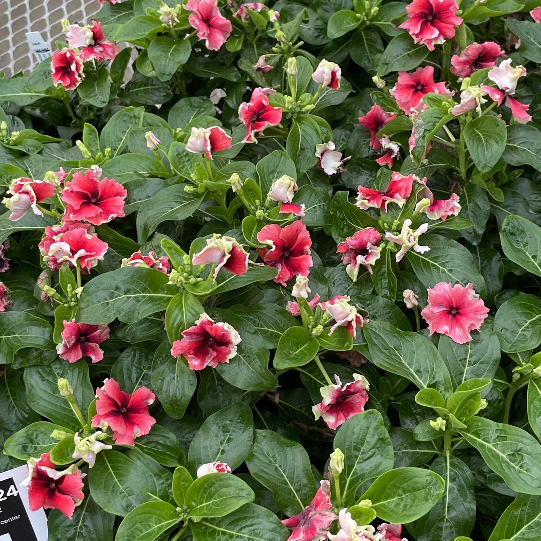 Catharanthus hybrid 'Soiree Flamenco Electric Salmon Eye ~ Soiree® Flamenco Electric Salmon Eye Vinca-ServeScape