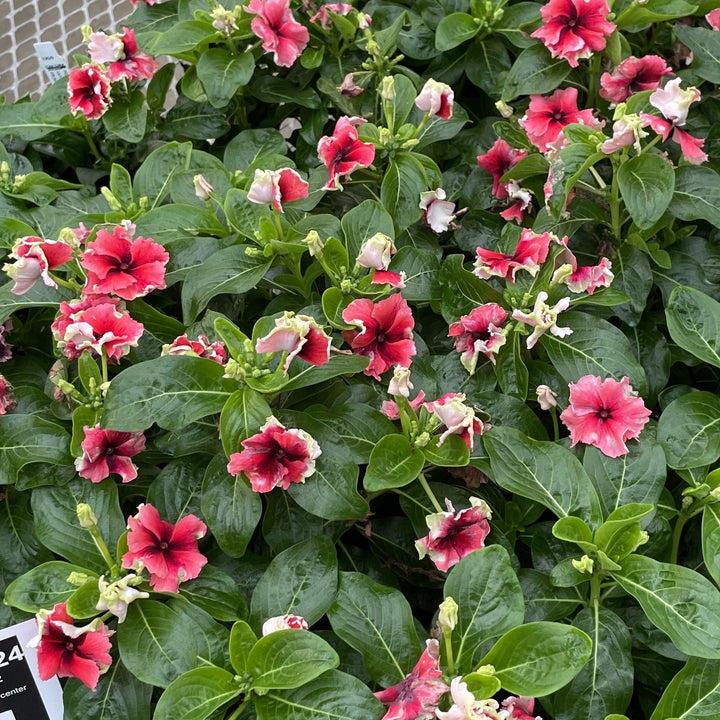 Catharanthus hybrid 'Soiree Flamenco Electric Salmon Eye ~ Soiree® Flamenco Electric Salmon Eye Vinca-ServeScape