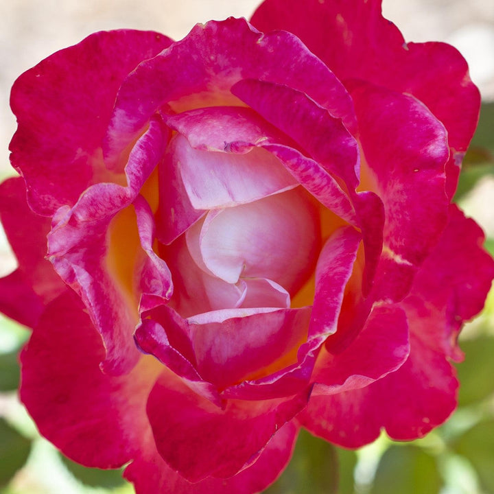 Rosa 'Meizoloi' ~ Enchanted Peace™ Rose-ServeScape
