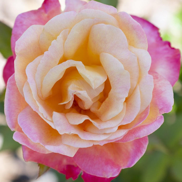 Rosa 'Meizoloi' ~ Enchanted Peace™ Rose-ServeScape