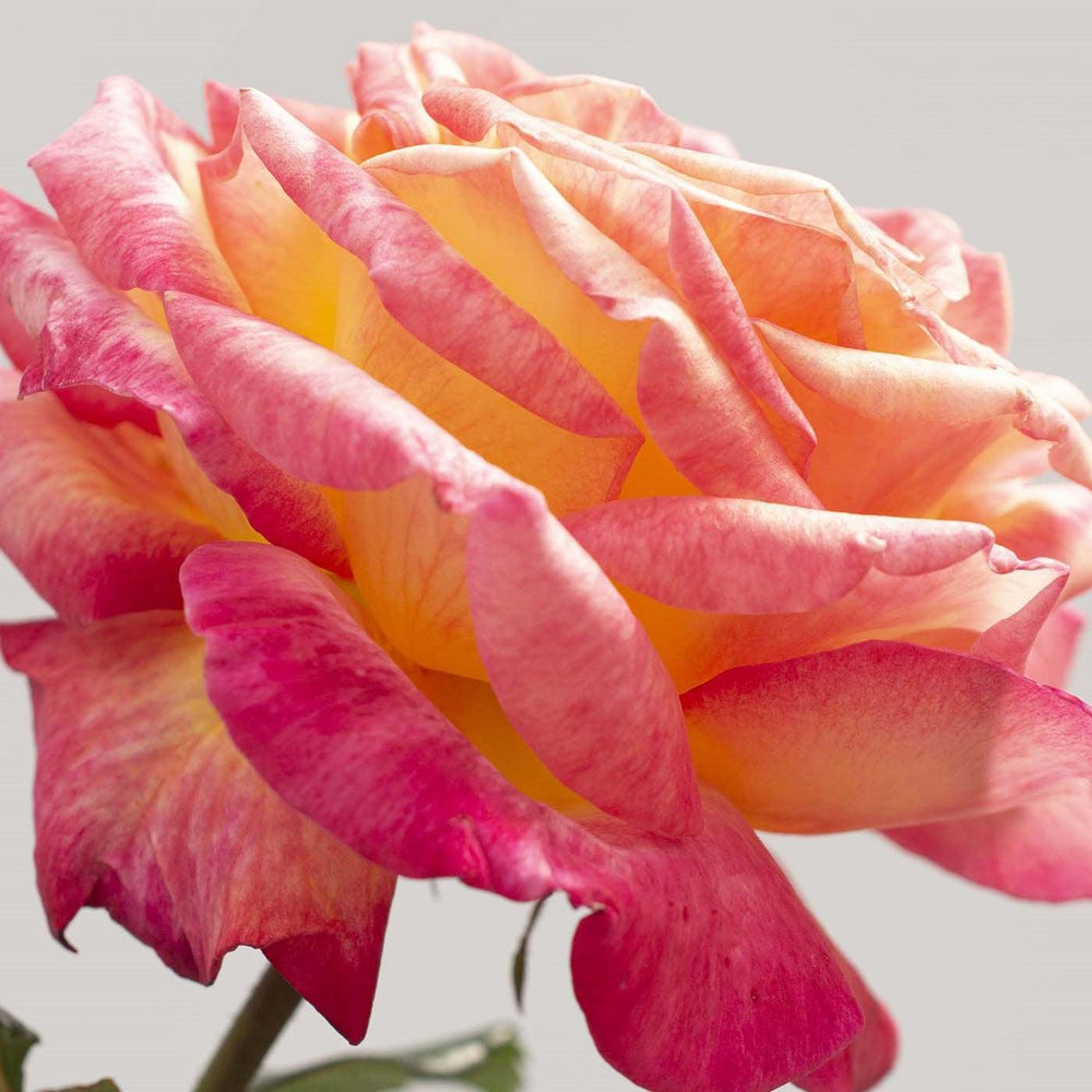 Rosa 'Meizoloi' ~ Enchanted Peace™ Rose-ServeScape