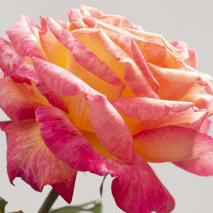 Rosa 'Meizoloi' ~ Enchanted Peace™ Rose-ServeScape