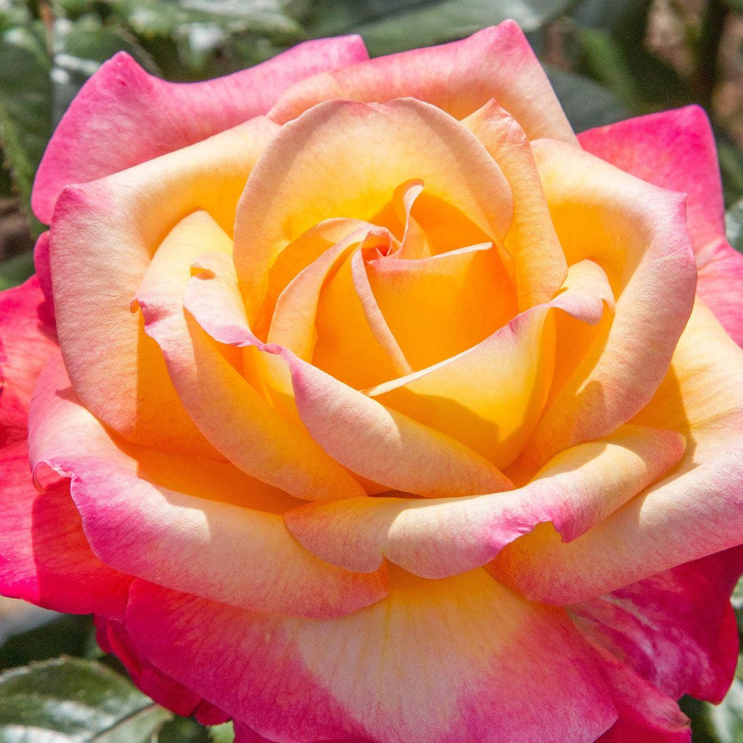Rosa 'Meizoloi' ~ Enchanted Peace™ Rose-ServeScape