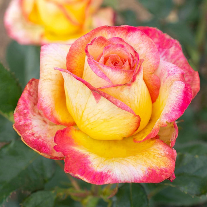 Rosa 'Meizoloi' ~ Enchanted Peace™ Rose-ServeScape